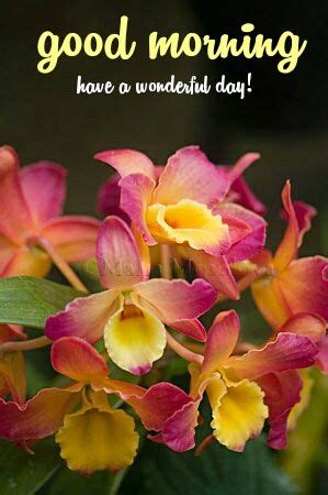 good morning orchid|Good Morning Flowers with Messages Free Download